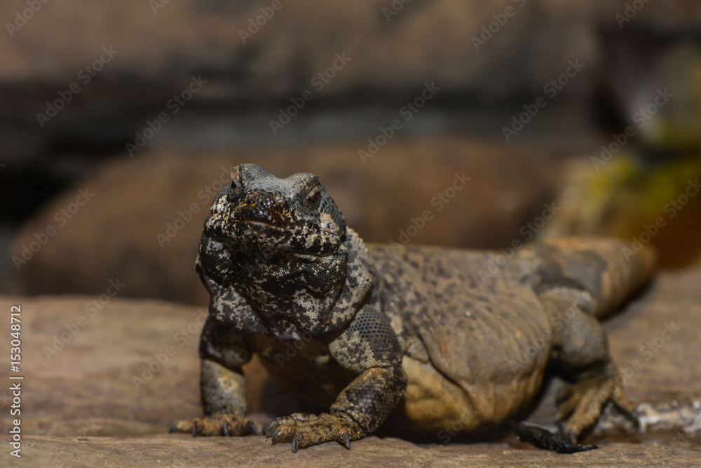 Obraz premium Chuckwalla