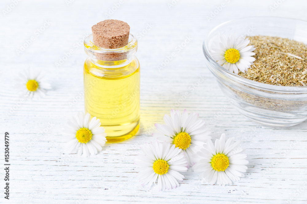 a bottle of chamomile oil with fresh and dried chamomile flowers a bottle of chamomile oil with fresh and dried chamomile flowers