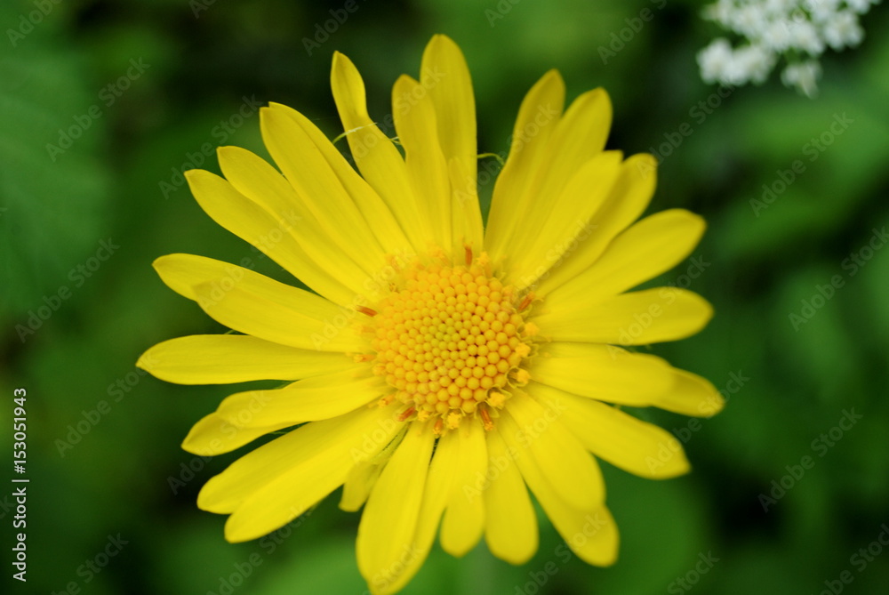 Fleur Fleur
