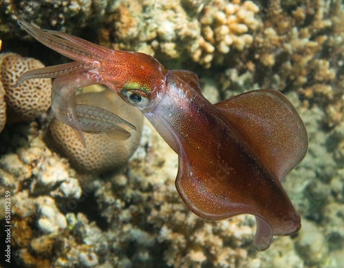 Bigfin reef squid photo