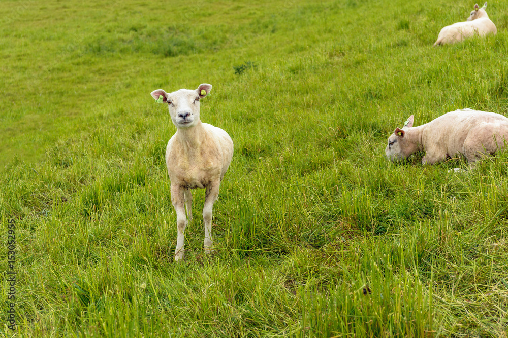 Obraz premium Recent shaved sheep proudly looks at the photographer