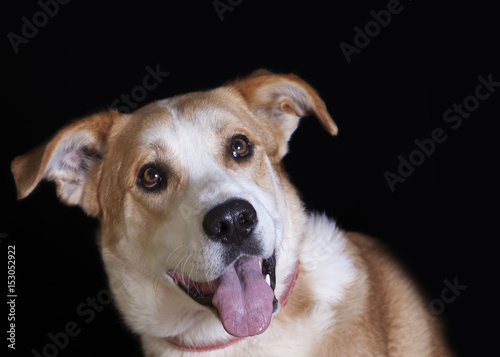 Retrato de perro mestizo