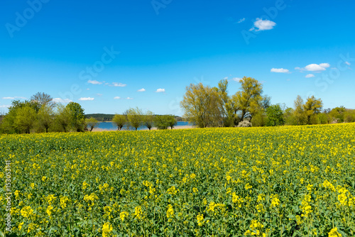 Landscape with canola fields in spring, bright and clear light, spring. In the Background the lake Woblitz, Mecklenburg, Germany