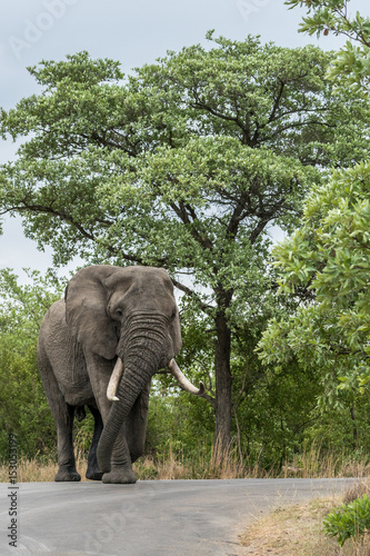 Big Tusker auf Safari im Kr  ger Nationalpark