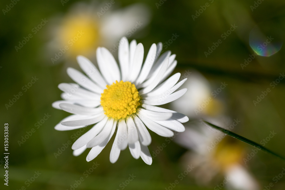 Obraz premium Gänseblümchen