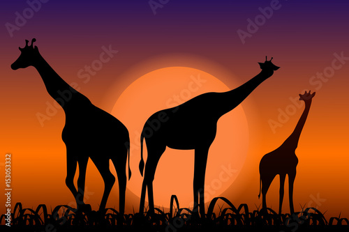 Giraffes. Back silhouettes in sunset