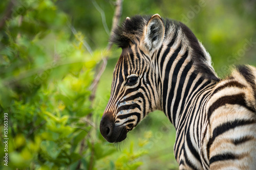 Zebra Fohlen auf Safari im Kr  ger Nationalpa
