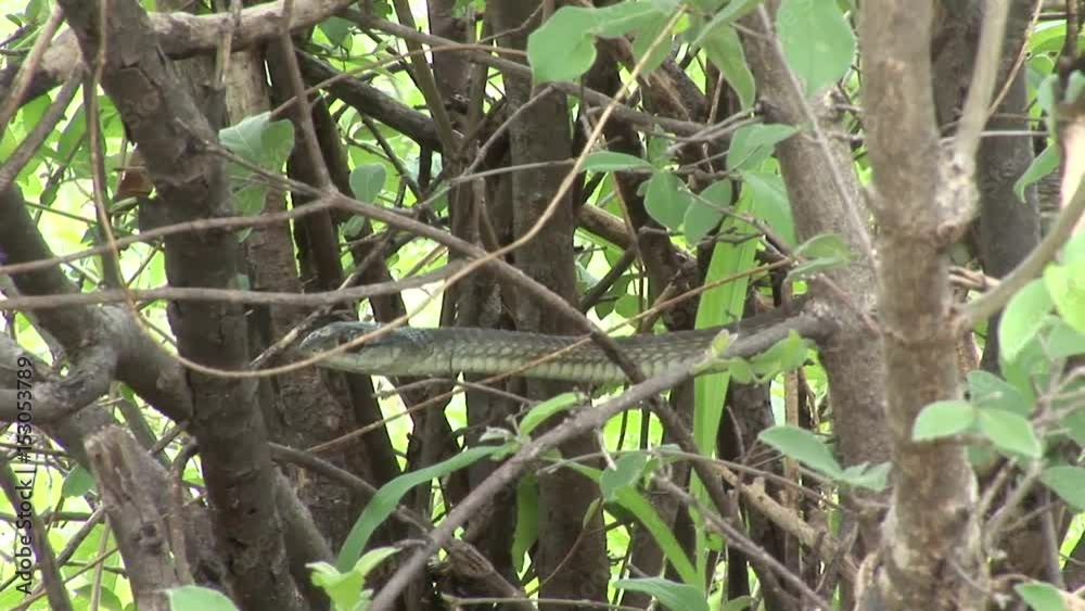 Wild snake tree africa savannah Kenya Wild snake tree africa savannah Kenya