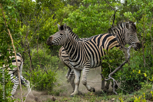 Kämpfende Zebrahengste auf Safari im Krüger Nationalpa © schame87