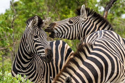 Fototapeta Naklejka Na Ścianę i Meble -  Kämpfende Zebrahengste auf Safari im Krüger Nationalpa