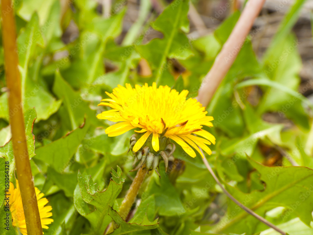 Taraxacum officinale - Dandelion on blooming on spring Taraxacum officinale - Dandelion on blooming on spring