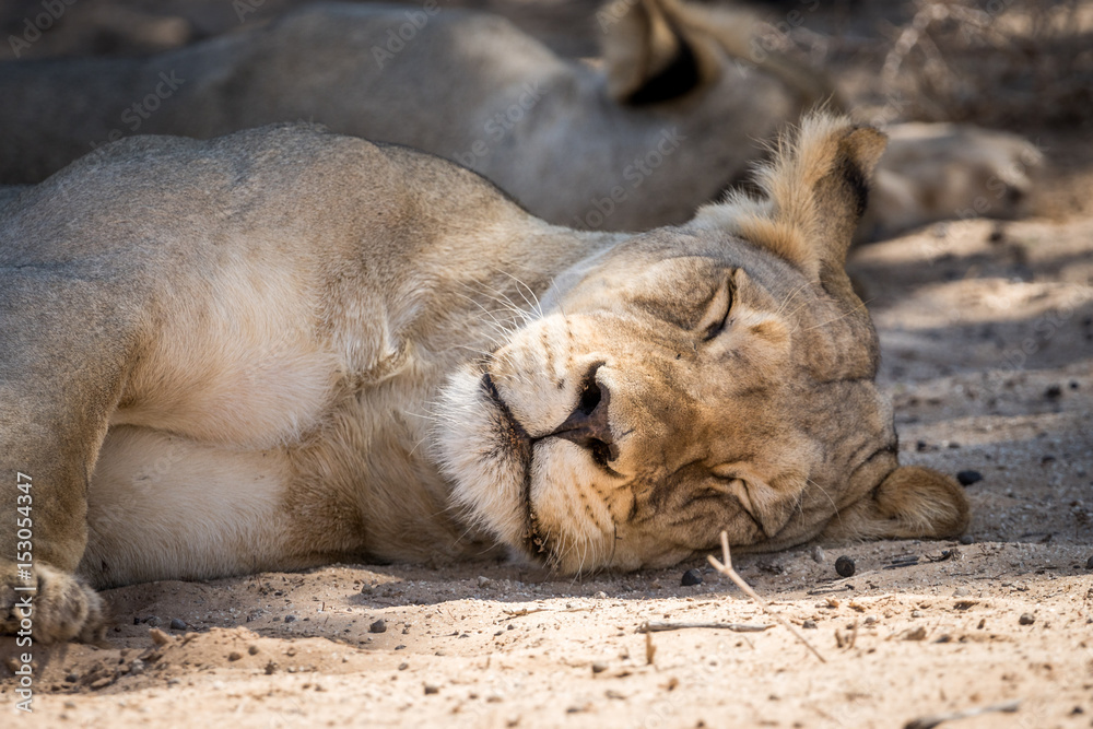 schlafende Löwin auf Safari in der Kalahari schlafende Löwin auf Safari in der Kalahari