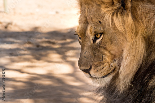 ruhende Löwen auf Safari in der Kalahari