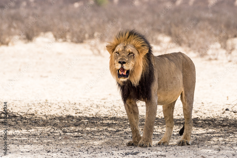 Berühmte Kalahari Wüstenlöwen mit schwarzer Mähne Berühmte Kalahari Wüstenlöwen mit schwarzer Mähne