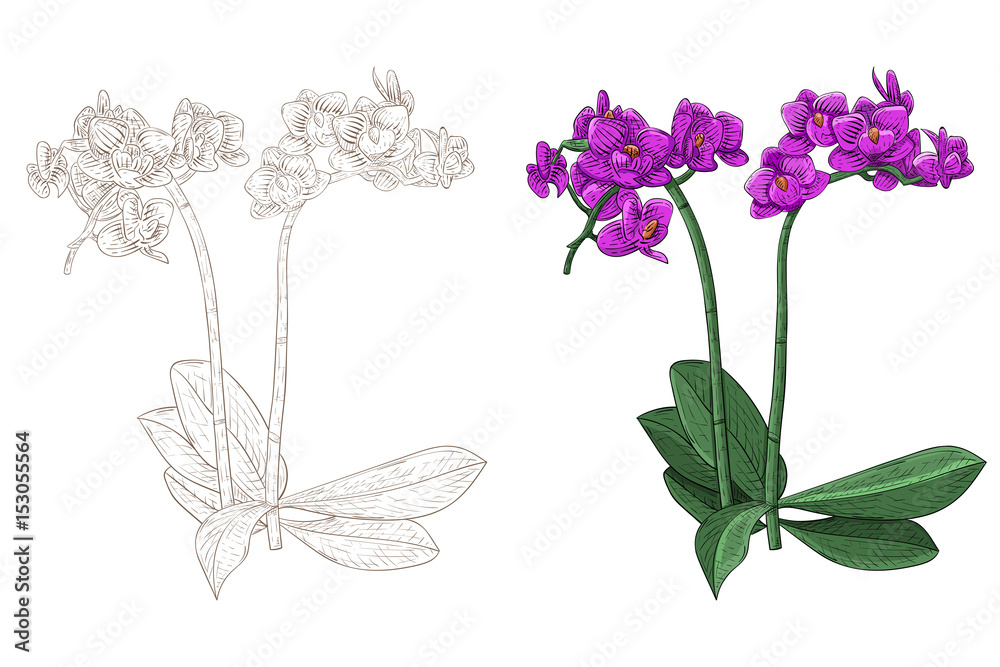 Purple phalaenopsis orchid. Colored and outline and drawn sketch - obrazy, fototapety, plakaty 
