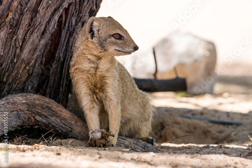 Fuchsmanguste in der Kalahari