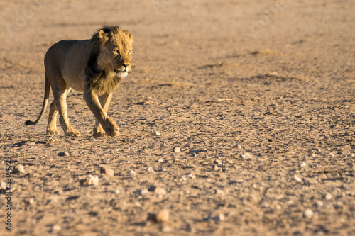 Stattliches Kalahari-Löwen-Männchen