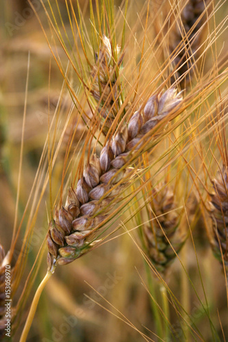 Fotografia Wheat Field