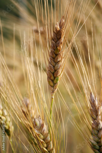 Принти на полотні Wheat Field