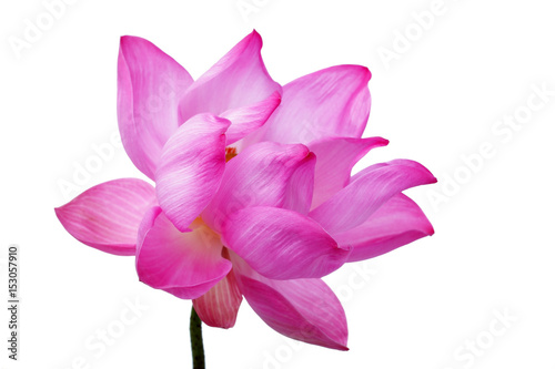 colorful blooming lotus flower isolated on white background.