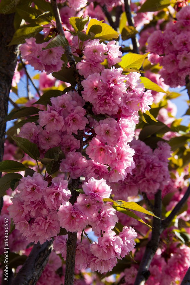 Detail of pink flowering Japanese cherry tree - Sakura