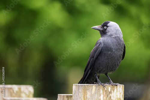 Carta da parati Side view of an adult jackdaw perched on a fence post