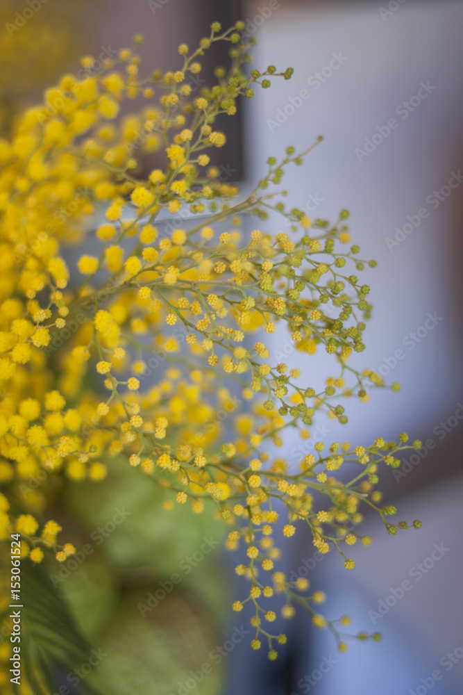 Mimosa Mimosa
