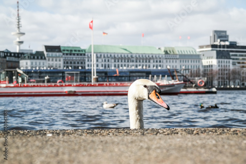 head of a swan coming up behind quay wall at Alster Lake in Hamburg, Germany photo