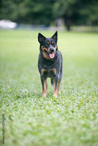 オーストラリアンキャトルドッグ Stock Photo Adobe Stock