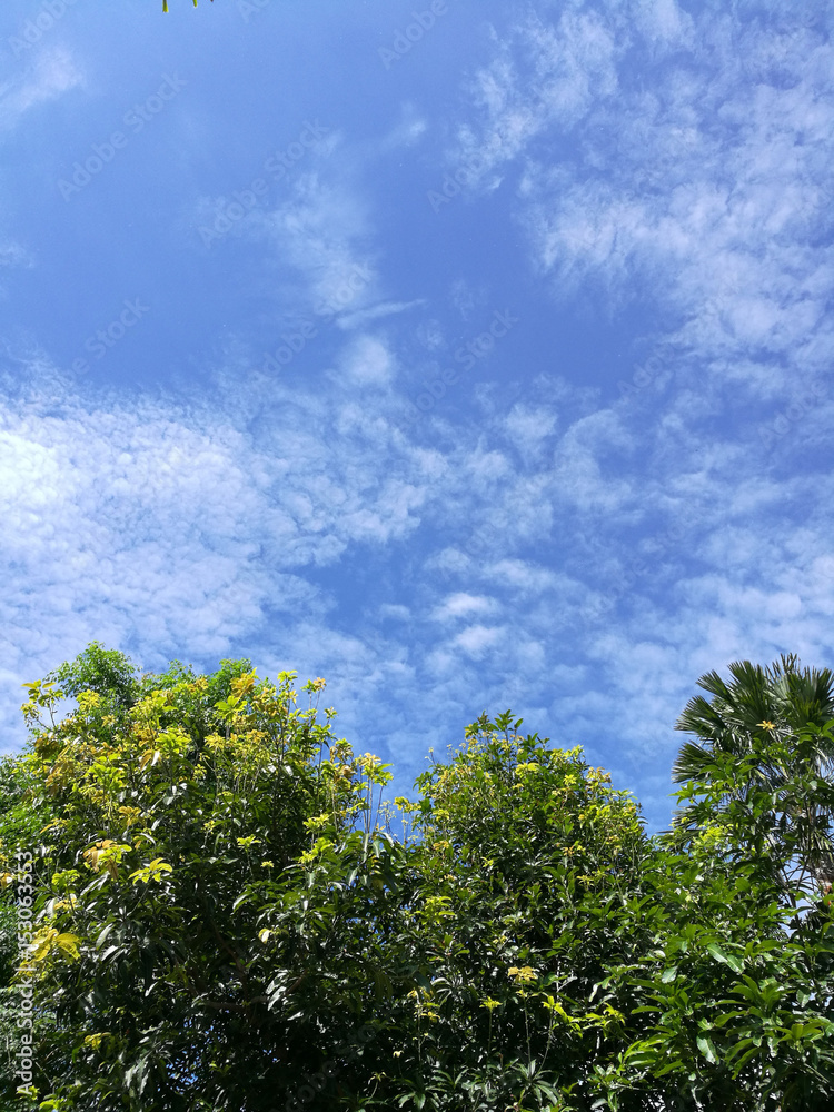 Trees and Sky