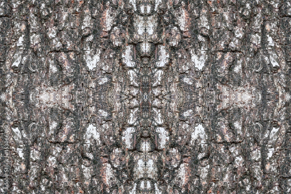 Fototapeta premium tree bark texture pattern. wood rind for background
