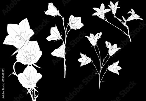 white campanula flowers collection isolated on black