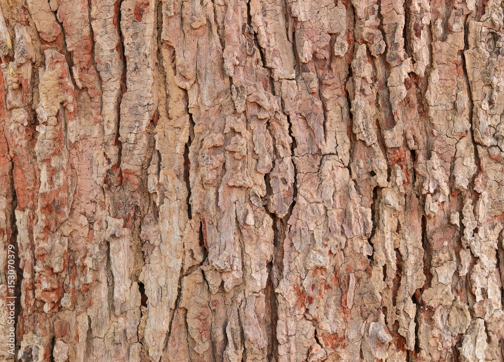 tree bark texture pattern. wood rind for background tree bark texture pattern. wood rind for background