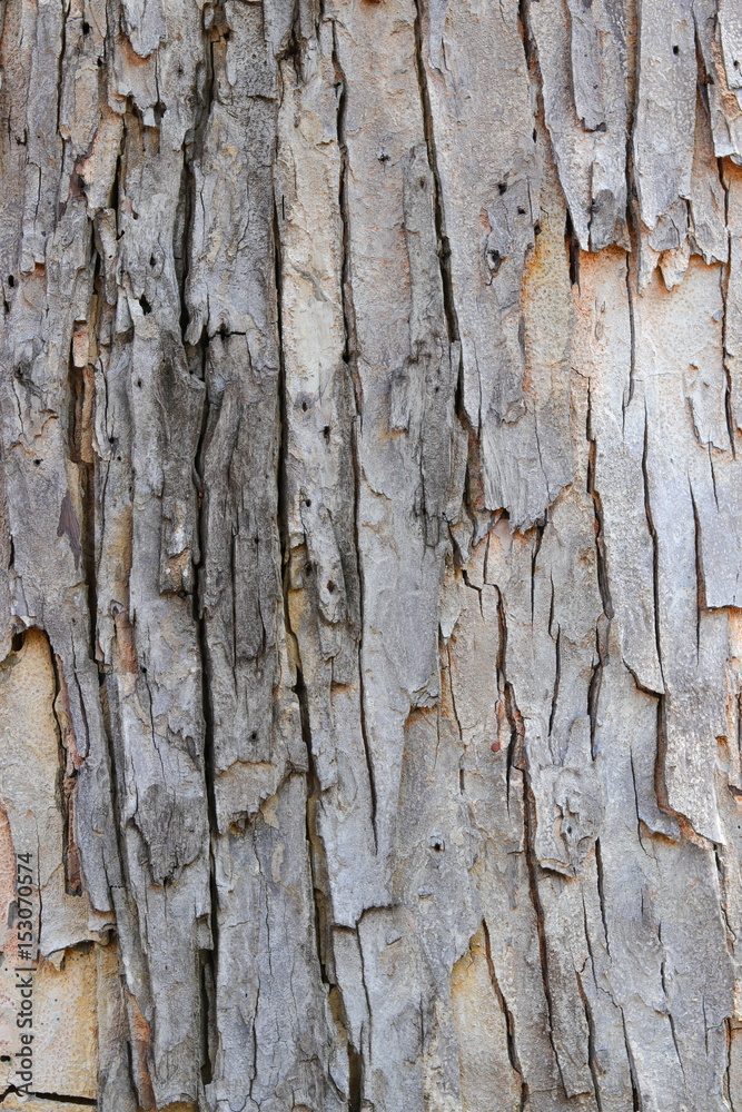 tree bark texture pattern. wood rind for background tree bark texture pattern. wood rind for background