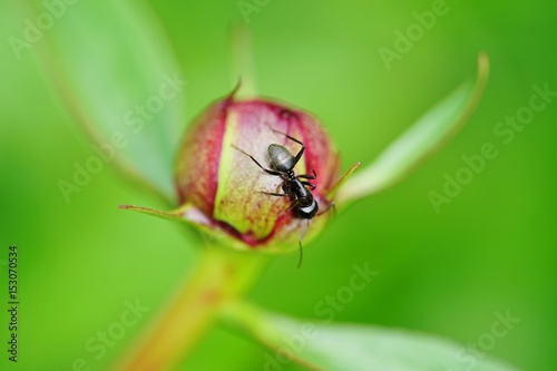Ants on a pink peony flower bud 
