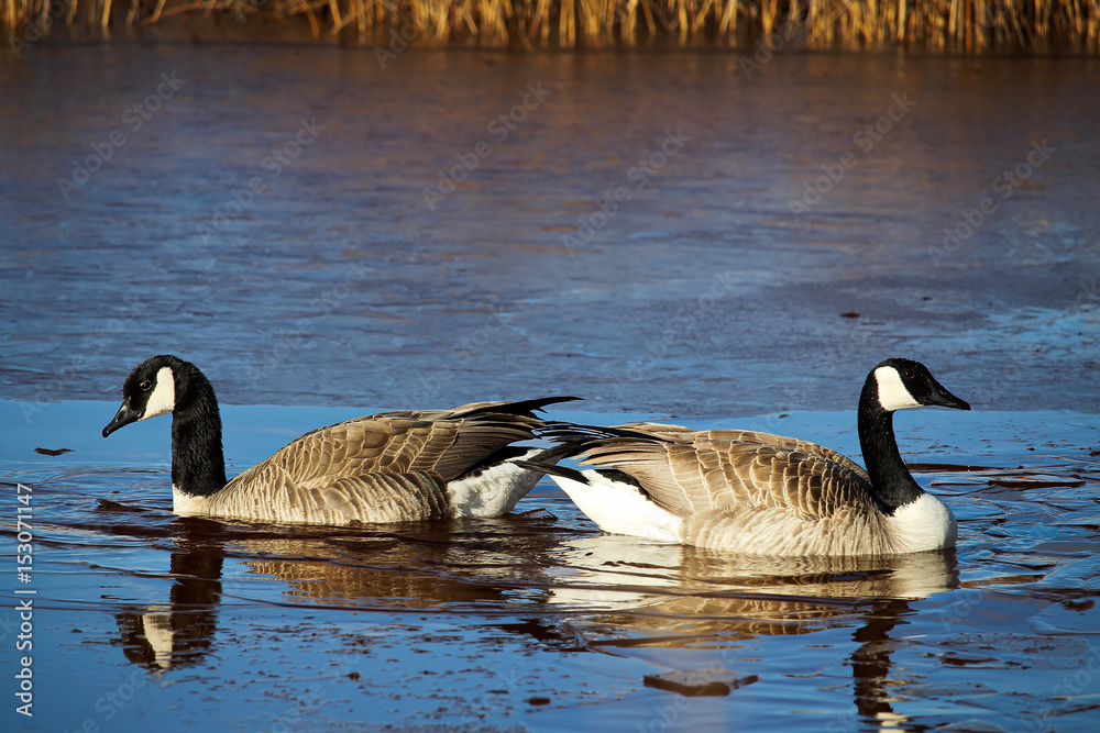 A nesting pair of Canadian Geese A nesting pair of Canadian Geese