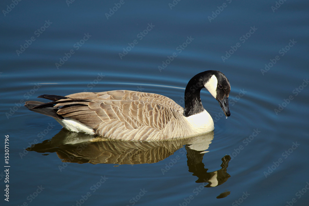 A Canada Goose swimming on calm water with a reflection A Canada Goose swimming on calm water with a reflection