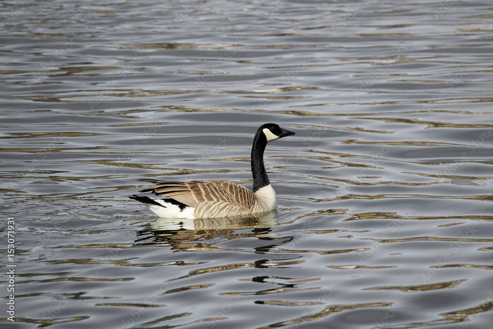 A Canada Goose swimming on a greyish colored water
