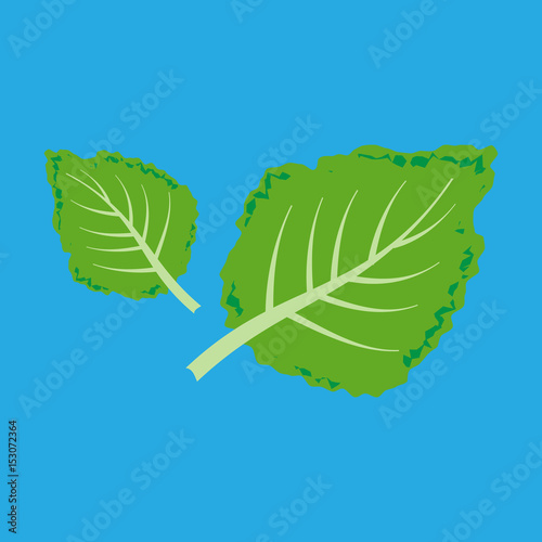 Fresh kale illustration
