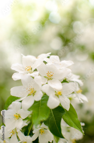 Branch of Apple blossoms © freeman83