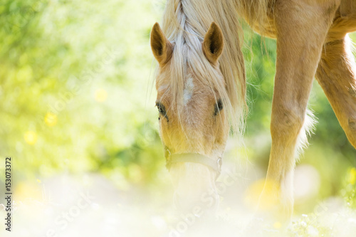 Fototapeta Naklejka Na Ścianę i Meble -  cheval pré été lumière reflet manger herbe fleur brouter passion écurie
