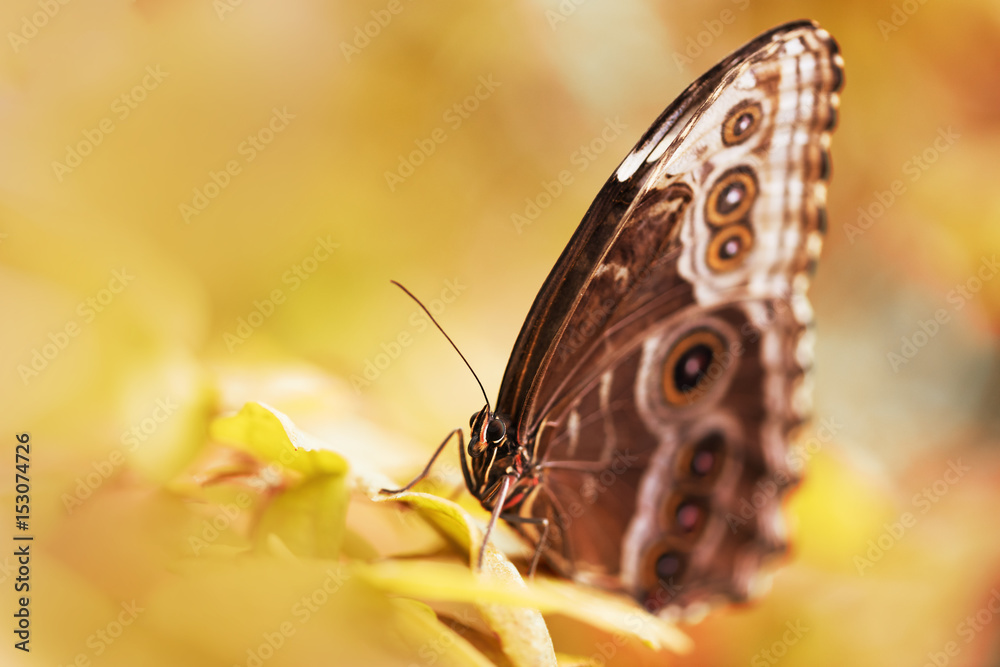 Naklejka premium Butterfly