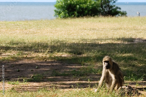 Baboon sitting in the grass. In the background Lake Malawi.