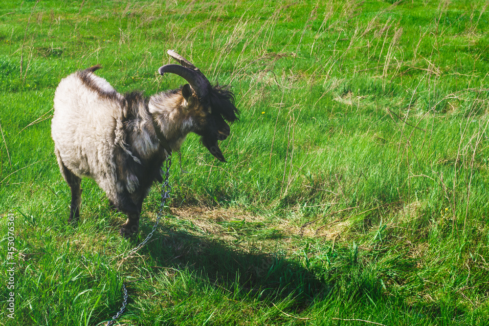 The goat grazes on a green meadow The goat grazes on a green meadow