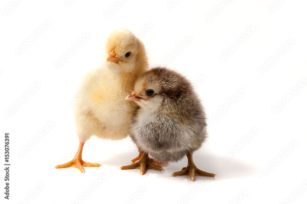 two little chicken isolated on white background two little chicken isolated on white background