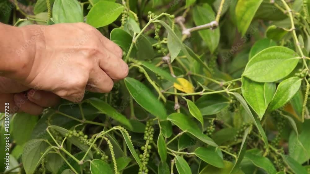 Picking green peppercorn berries by hand Picking green peppercorn berries by hand