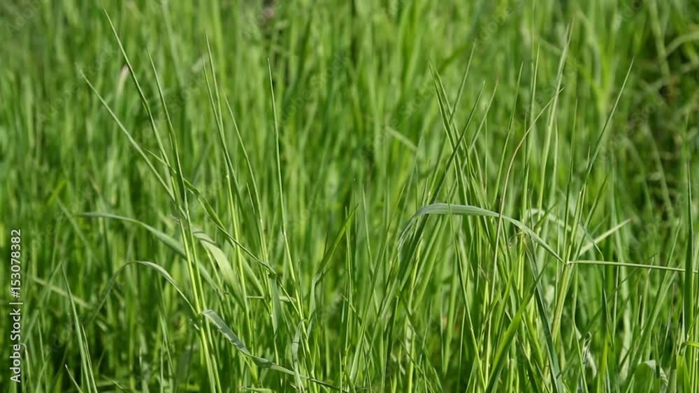 A field of grass with blowing wind A field of grass with blowing wind