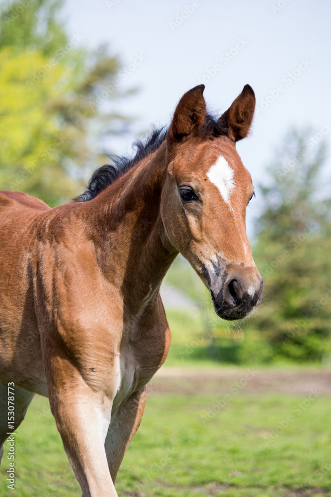 Portrat of cute small foal in summer pasture