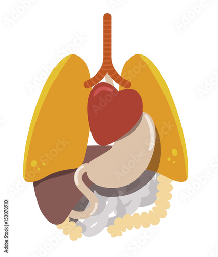 Anatomia del cuerpo humano, organos internos