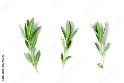 Sprig of fresh thyme isolated on a white background